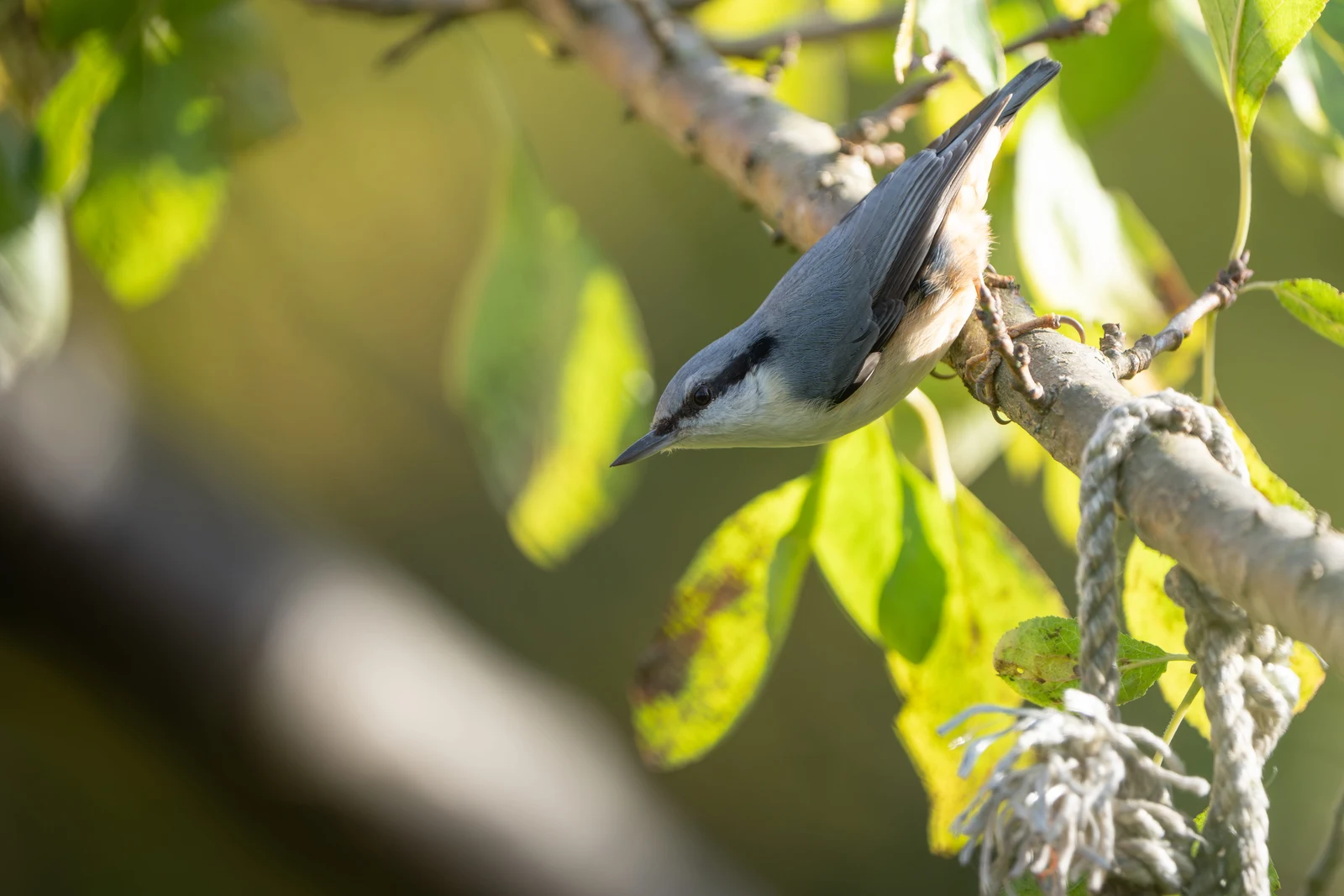 A small bird perched in green foliage with sunlight filtering through leaves
