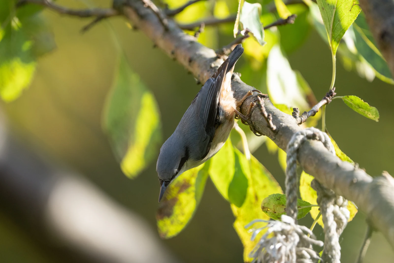 A small bird resting on a branch among bright green leaves