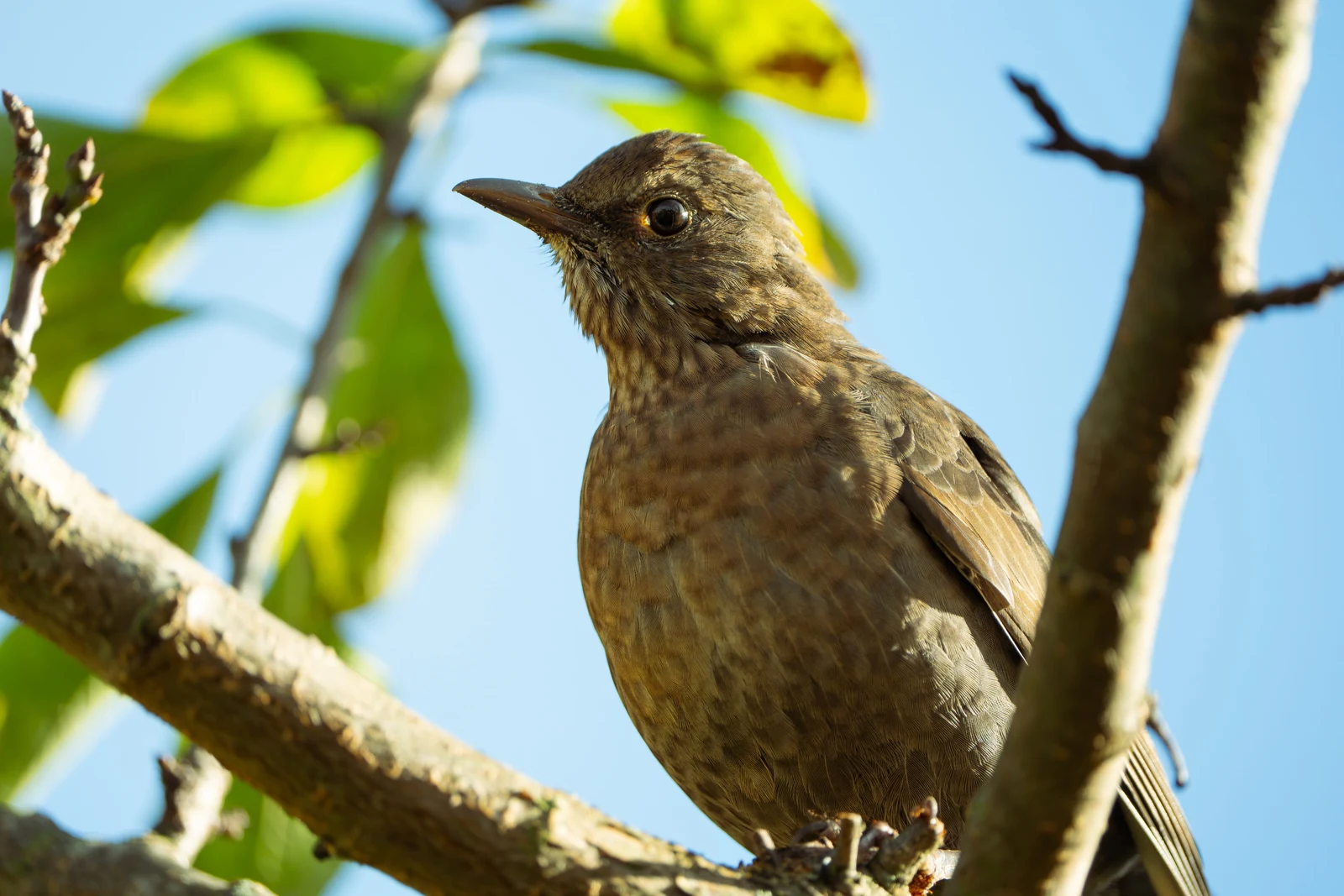 A young brown bird perched between sunlit branches