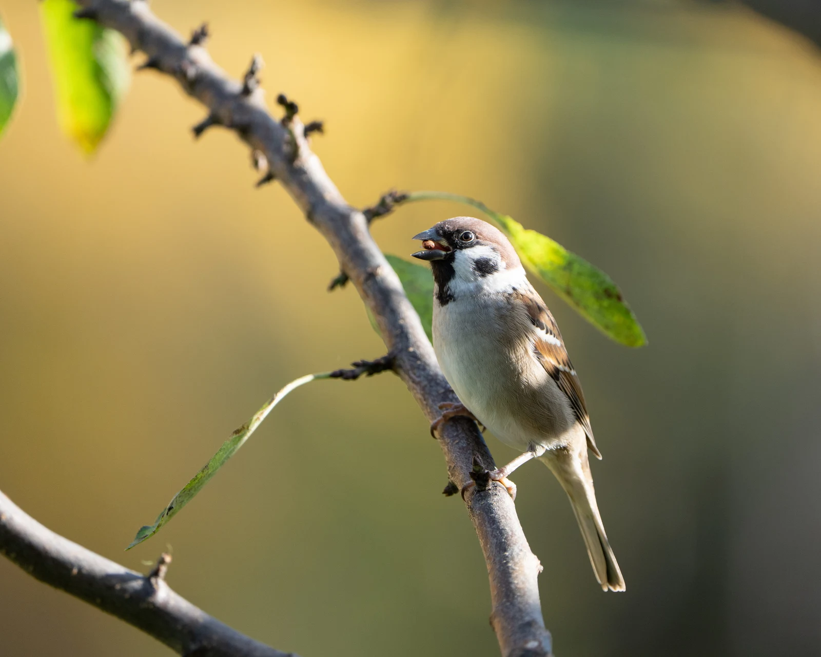 A small bird facing the camera from a sunlit branch