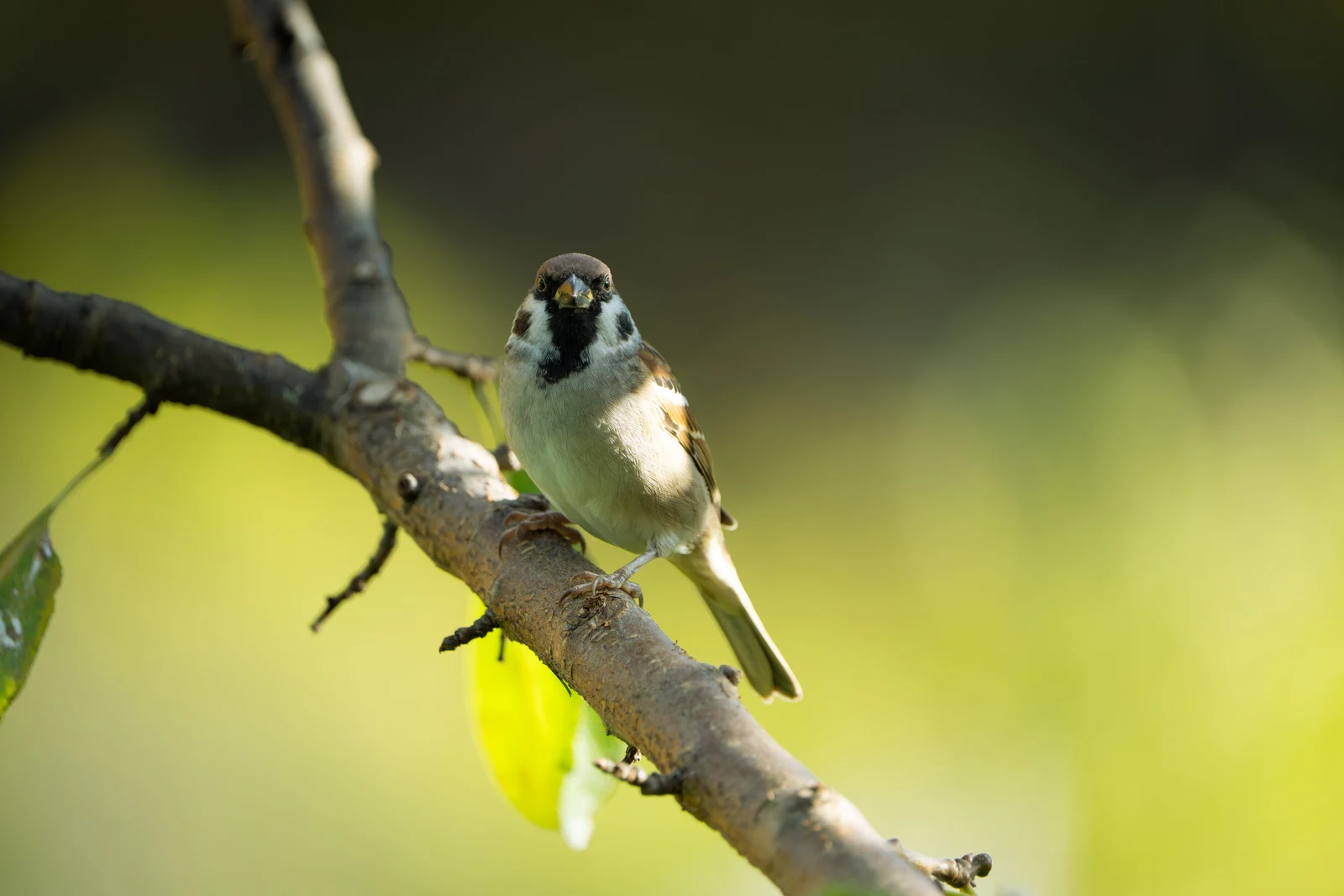 A small bird with dark markings perched on a diagonal branch