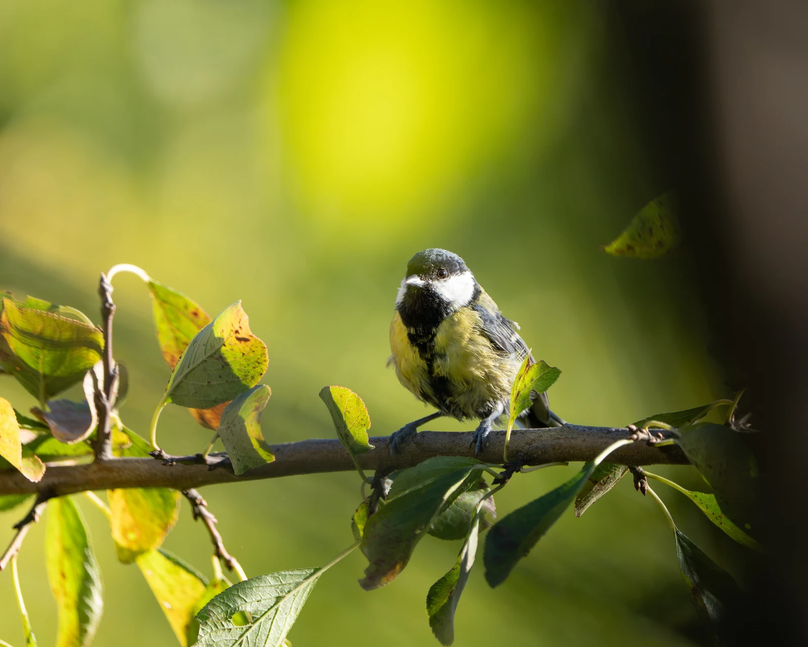 A small bird looking to the side among softly lit green leaves