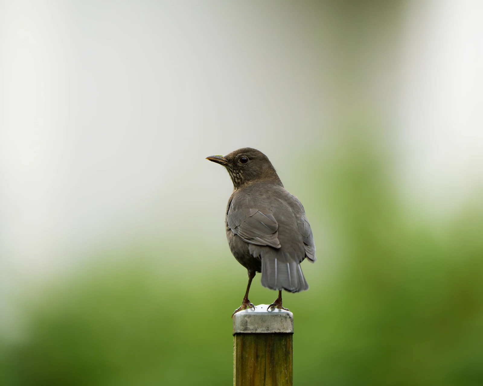 A brown bird facing away on a metal post against soft green foliage