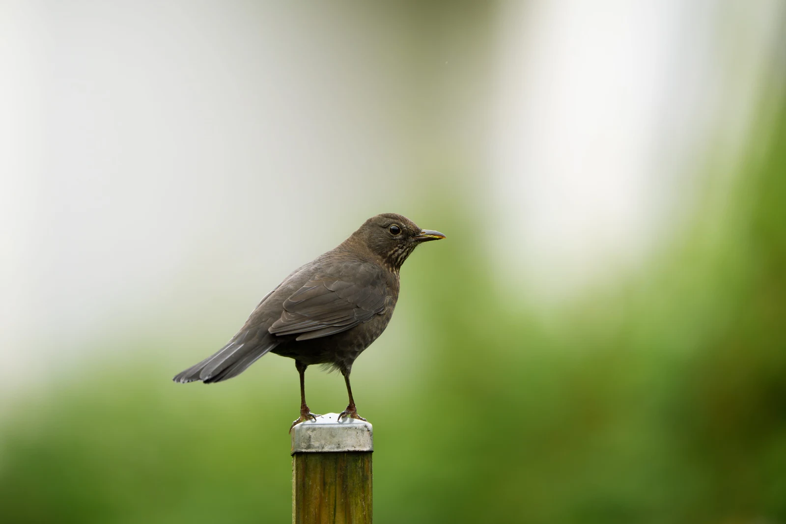 A brown bird in profile on a metal post against soft green foliage