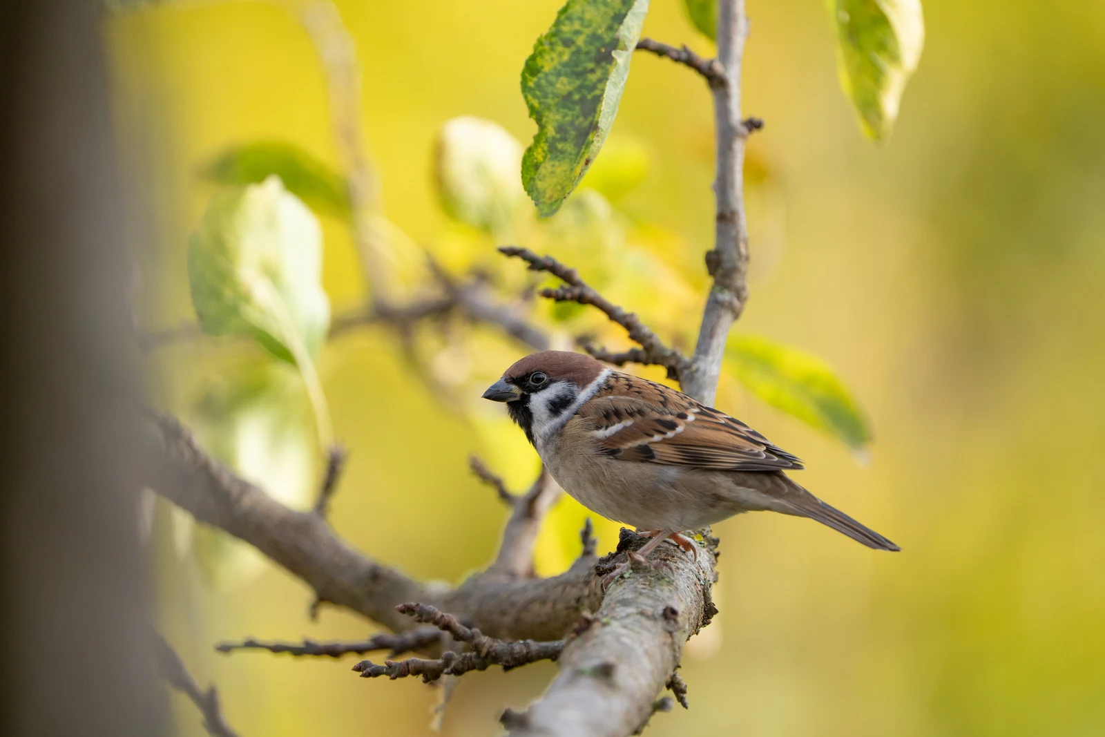 A brown-capped bird perched on a branch against golden yellow leaves