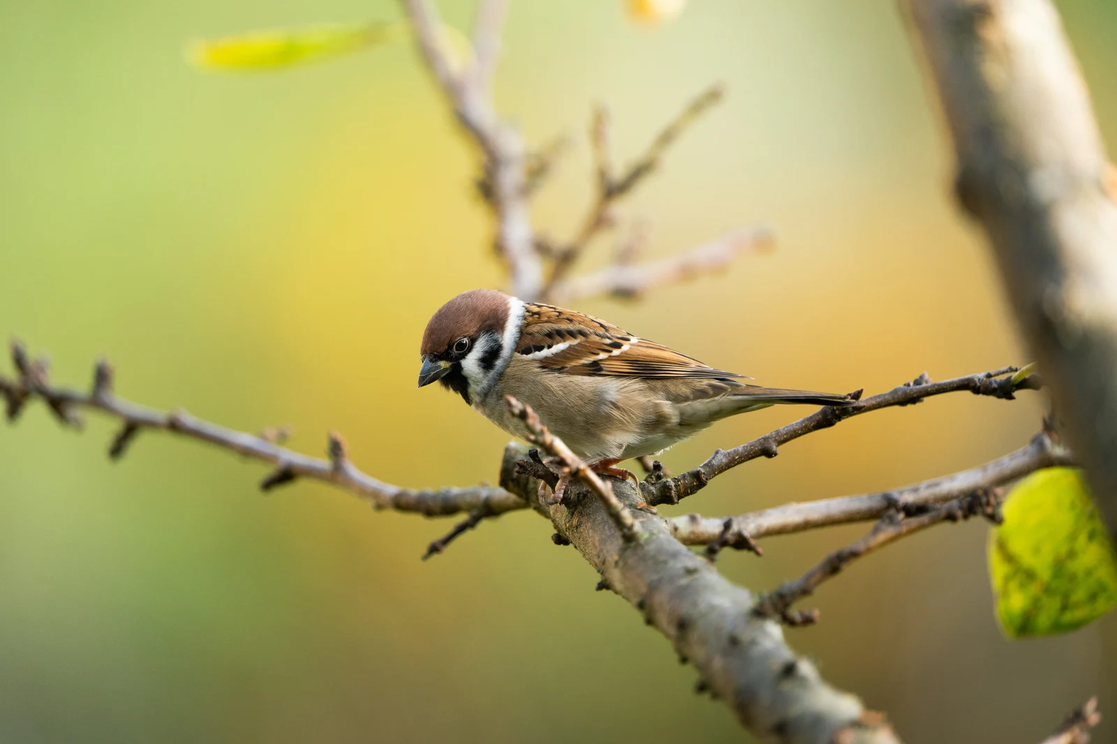 A brown and white bird looking down from a branch in warm autumn light