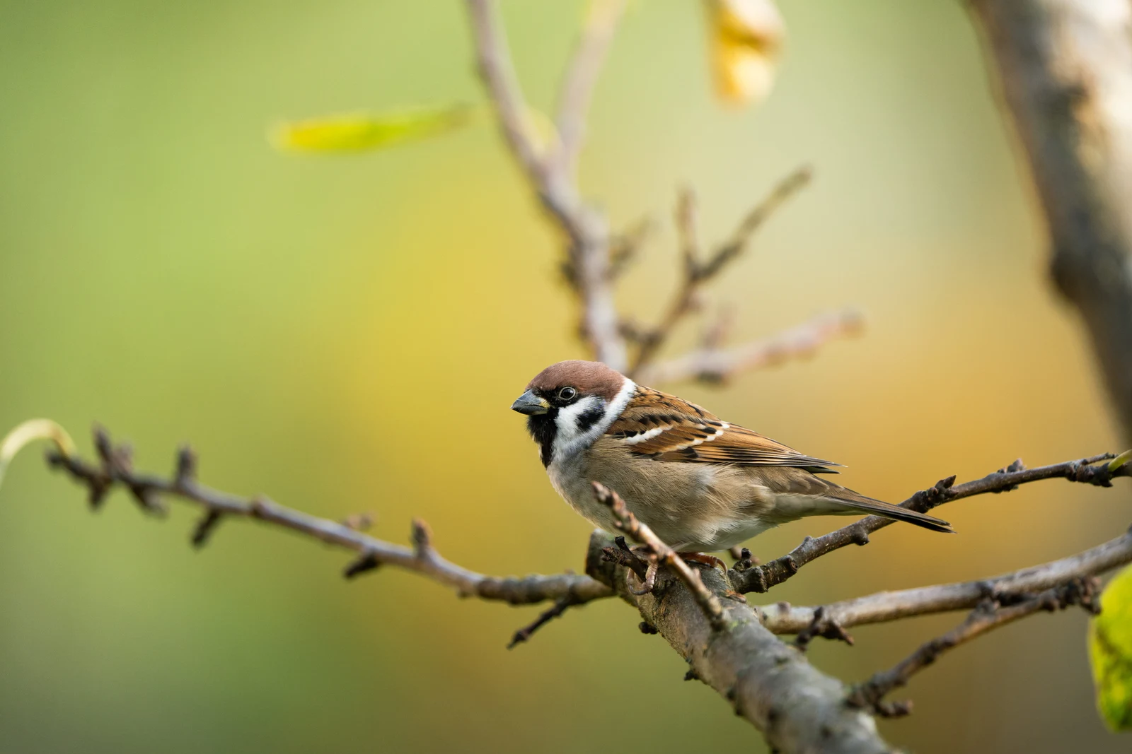 A brown-capped bird in profile among branches against soft yellow-green foliage
