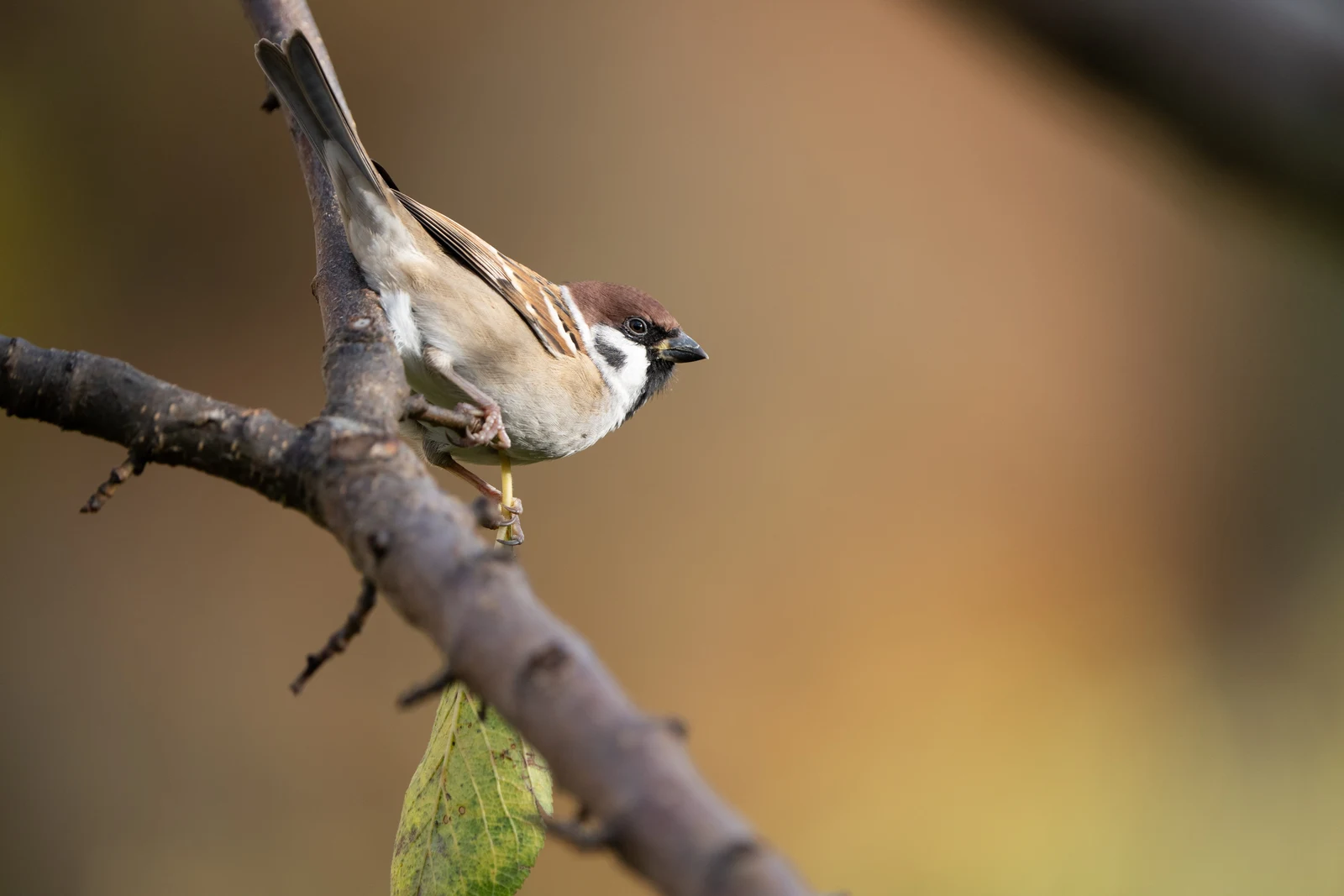 A brown and white bird leaning sideways on a slender branch