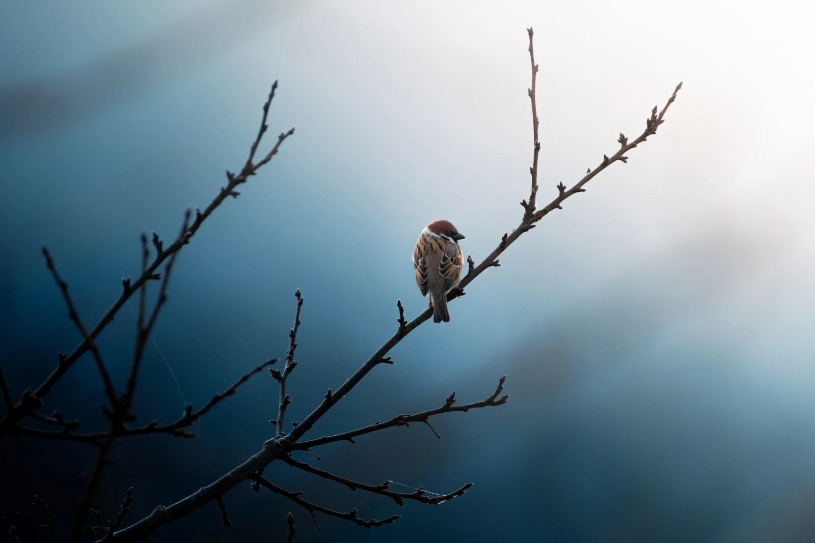 A small bird silhouetted among bare branches beneath a cloudy sky