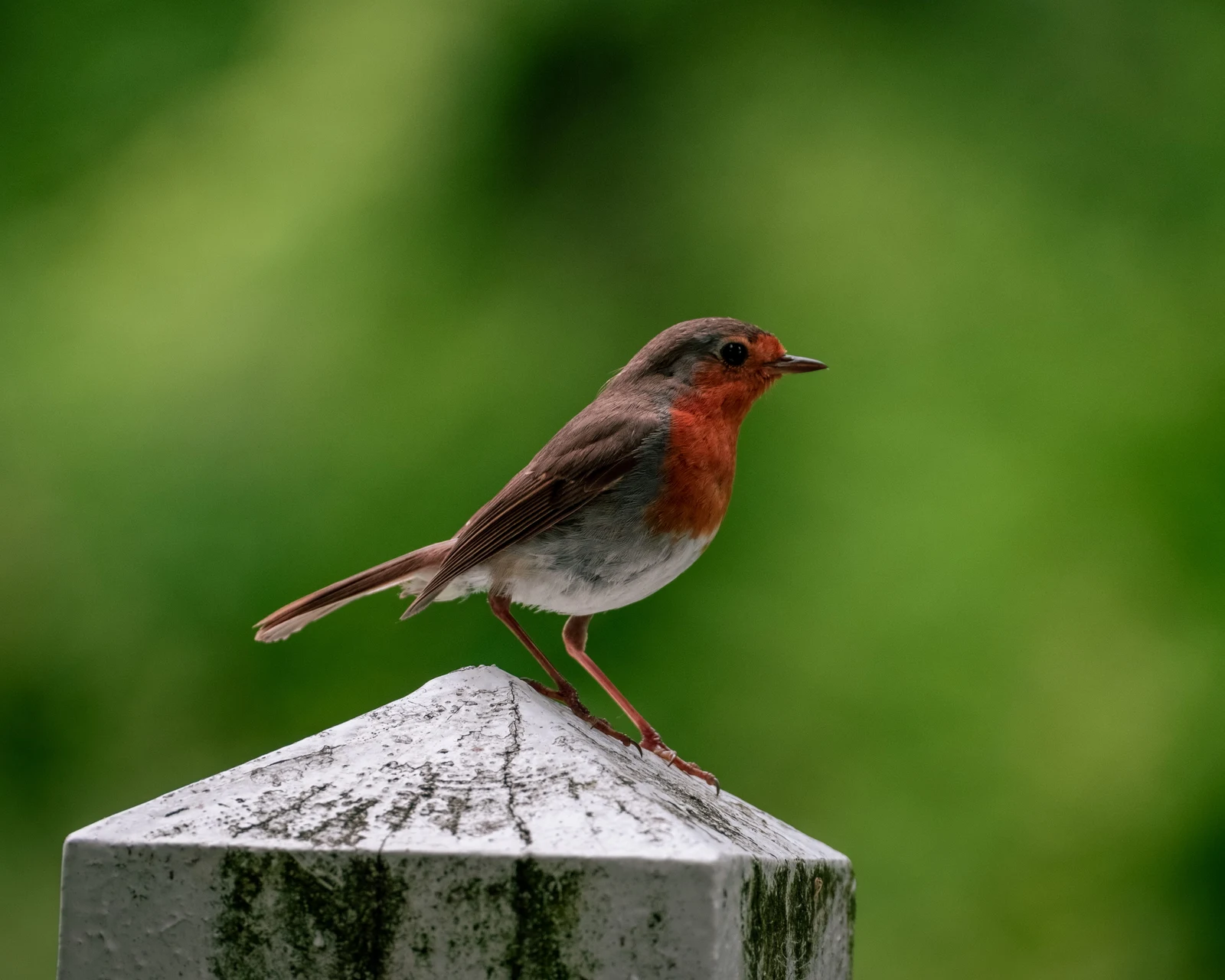 A robin perched on the corner of a wooden fence