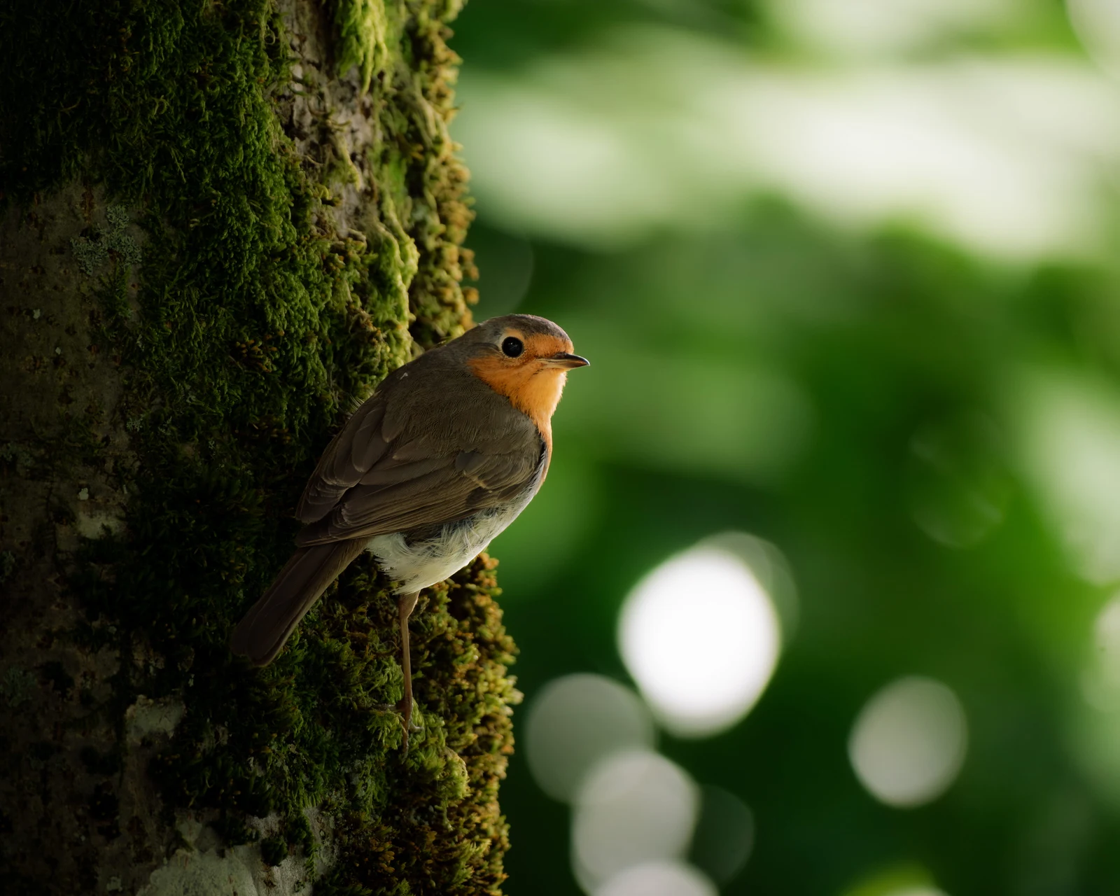 A robin looking out from the side of a moss-covered tree