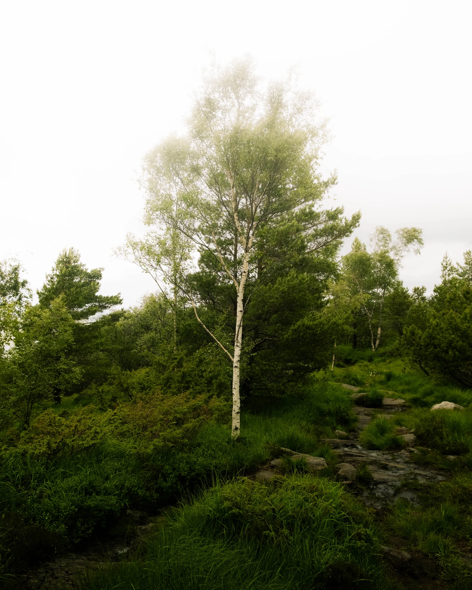 A slender pale tree growing among mossy rocks and low green shrubs
