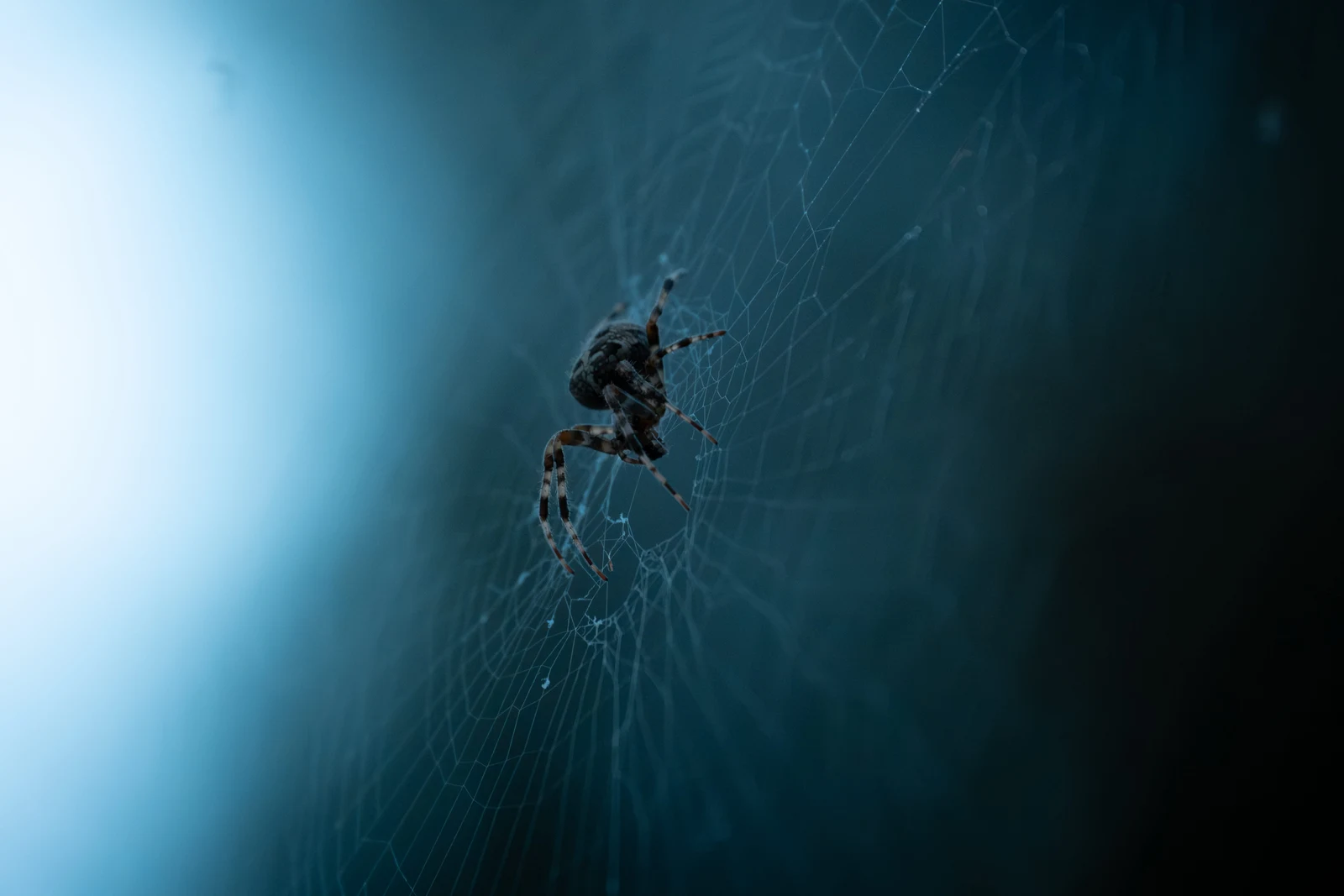 A small spider hanging in a web against a soft blue background