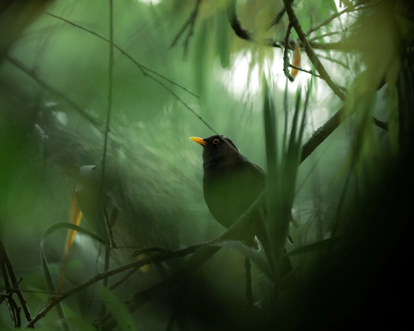 A dark bird with a yellow beak among dense green leaves