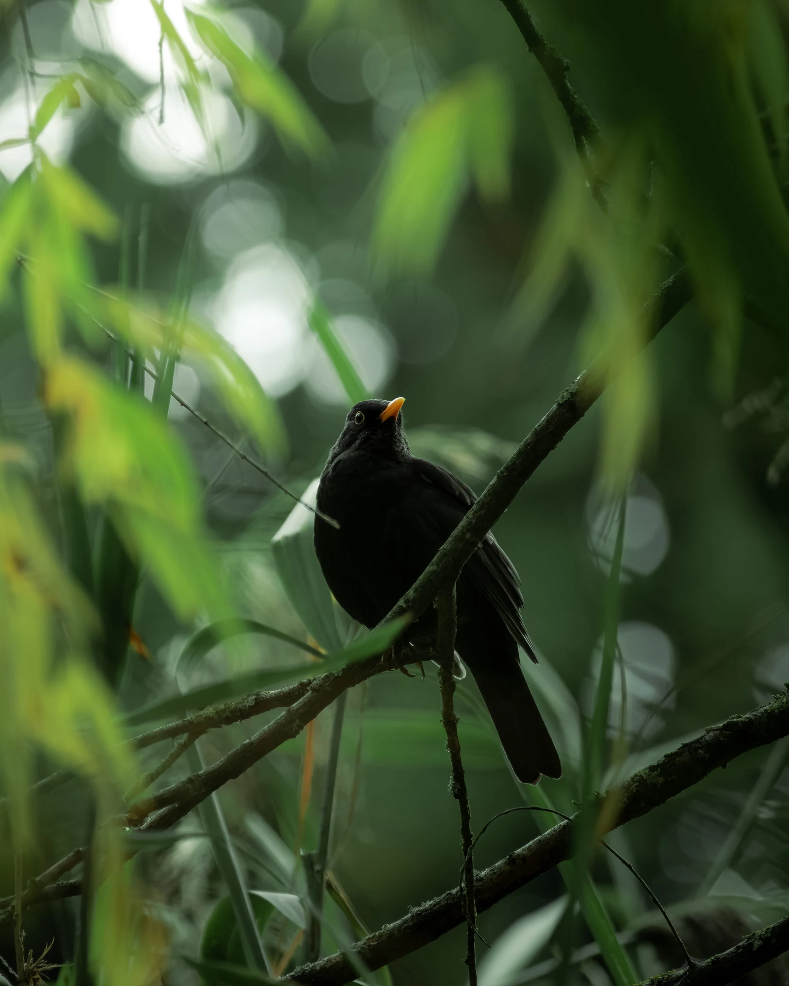 A dark bird perched on a diagonal branch beneath sunlit foliage