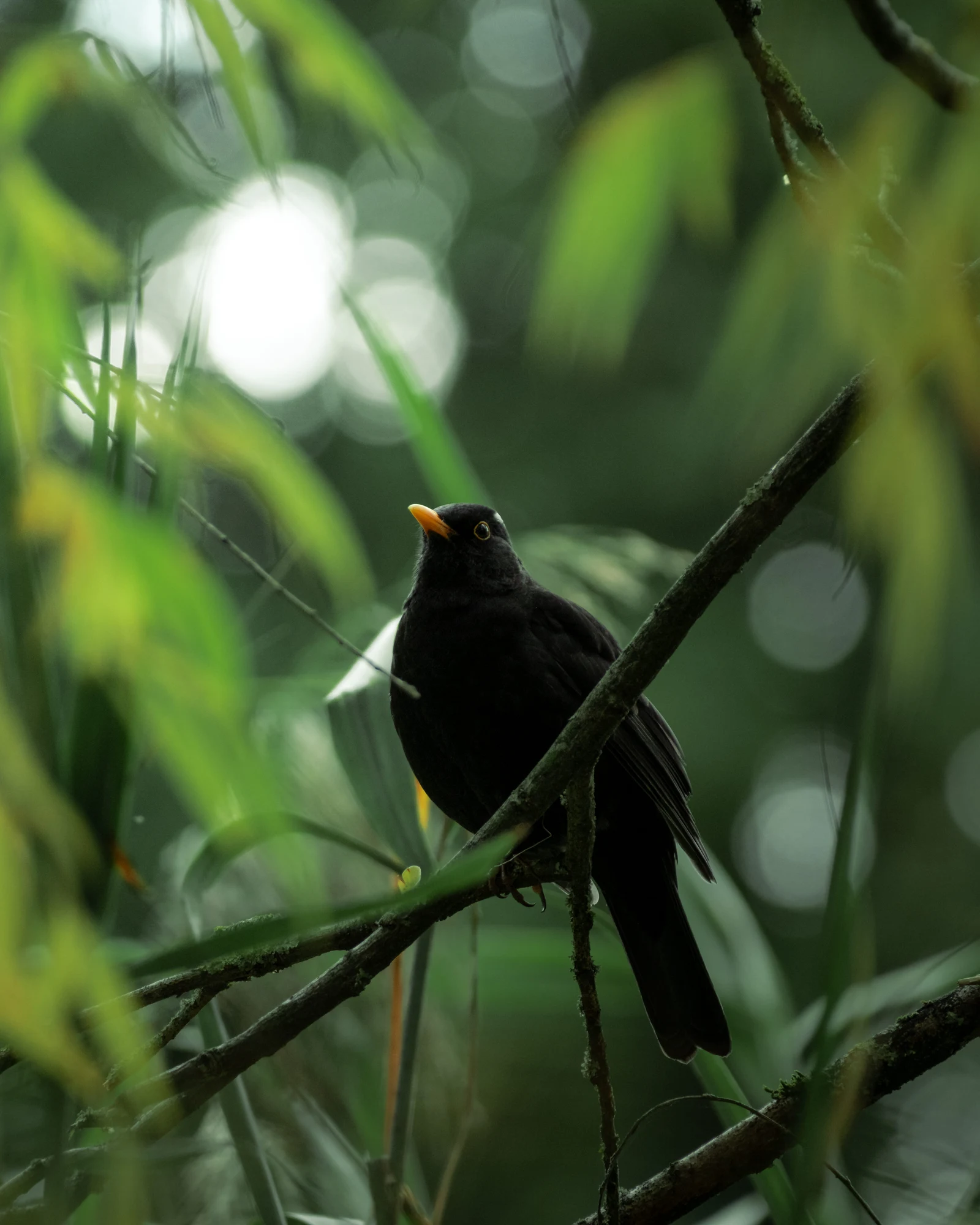 A dark bird with a yellow beak framed by layered green leaves