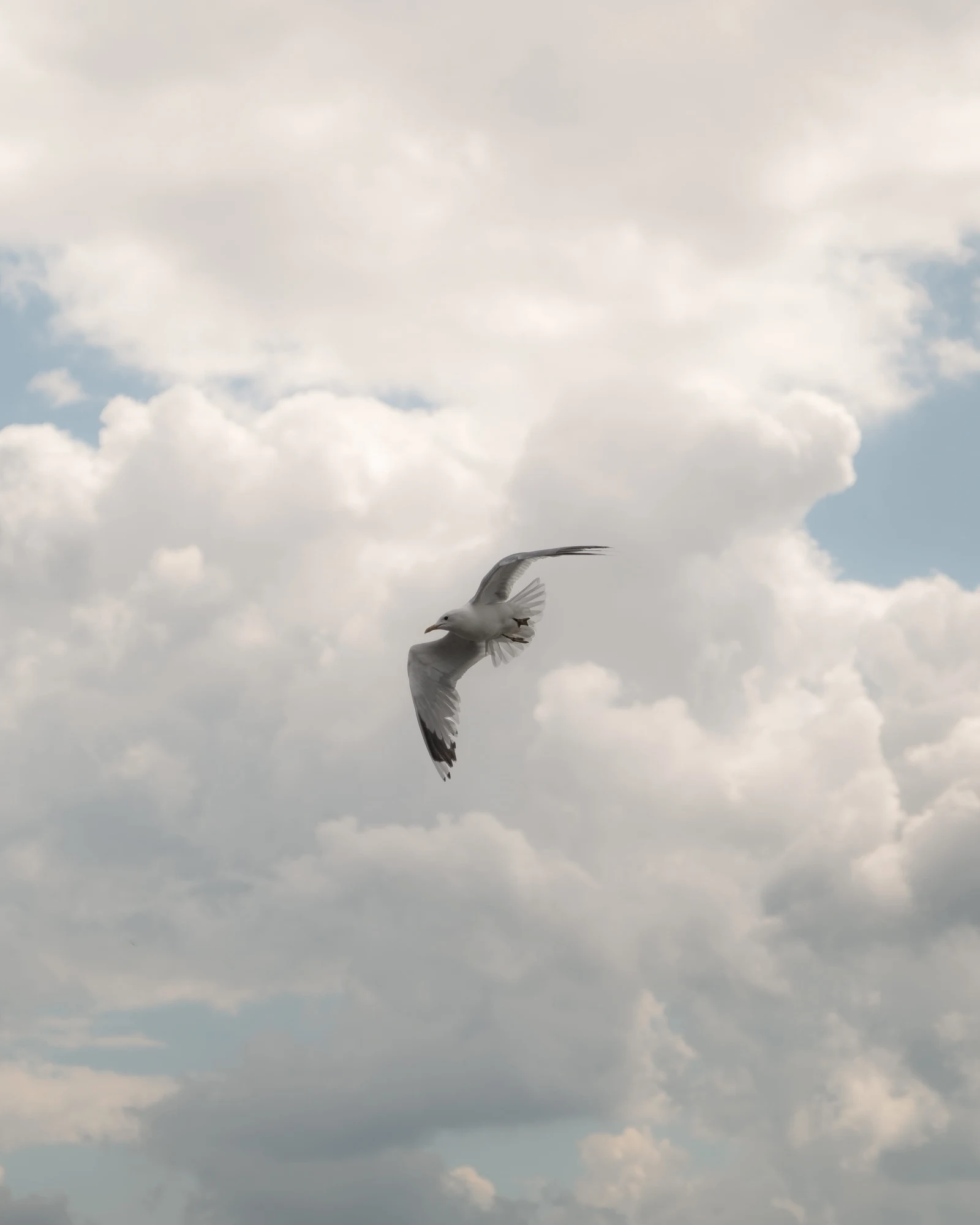 A gull flying in front of a sky filled with soft clouds