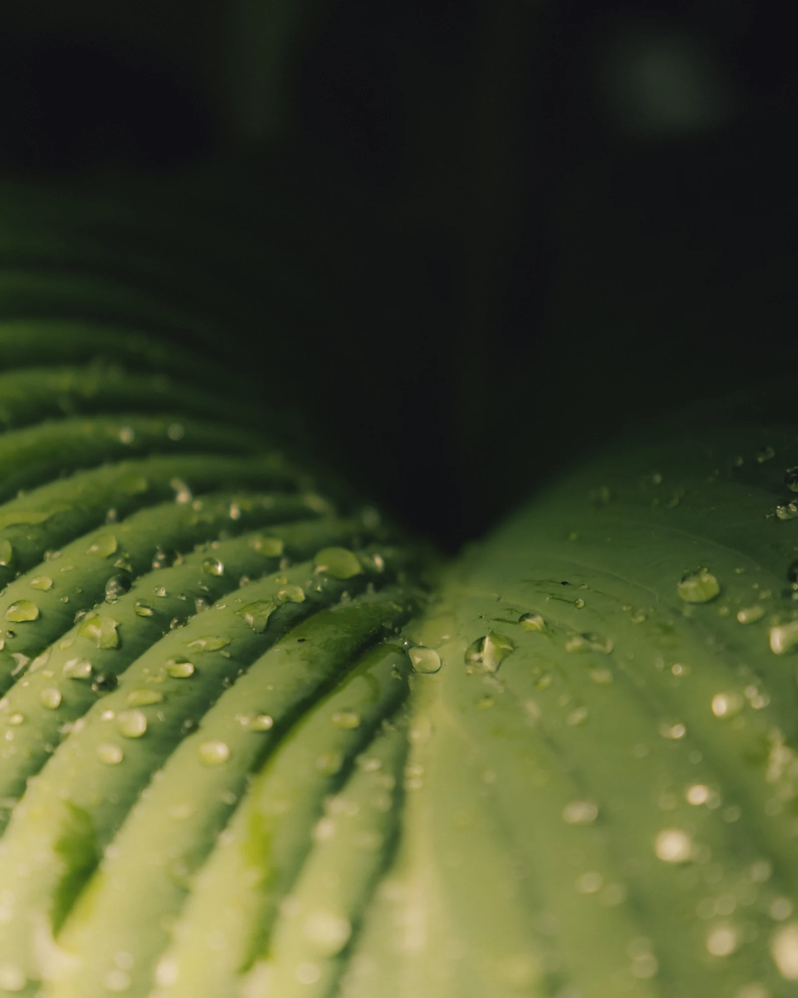 Water droplets resting along the curved ribs of a green leaf