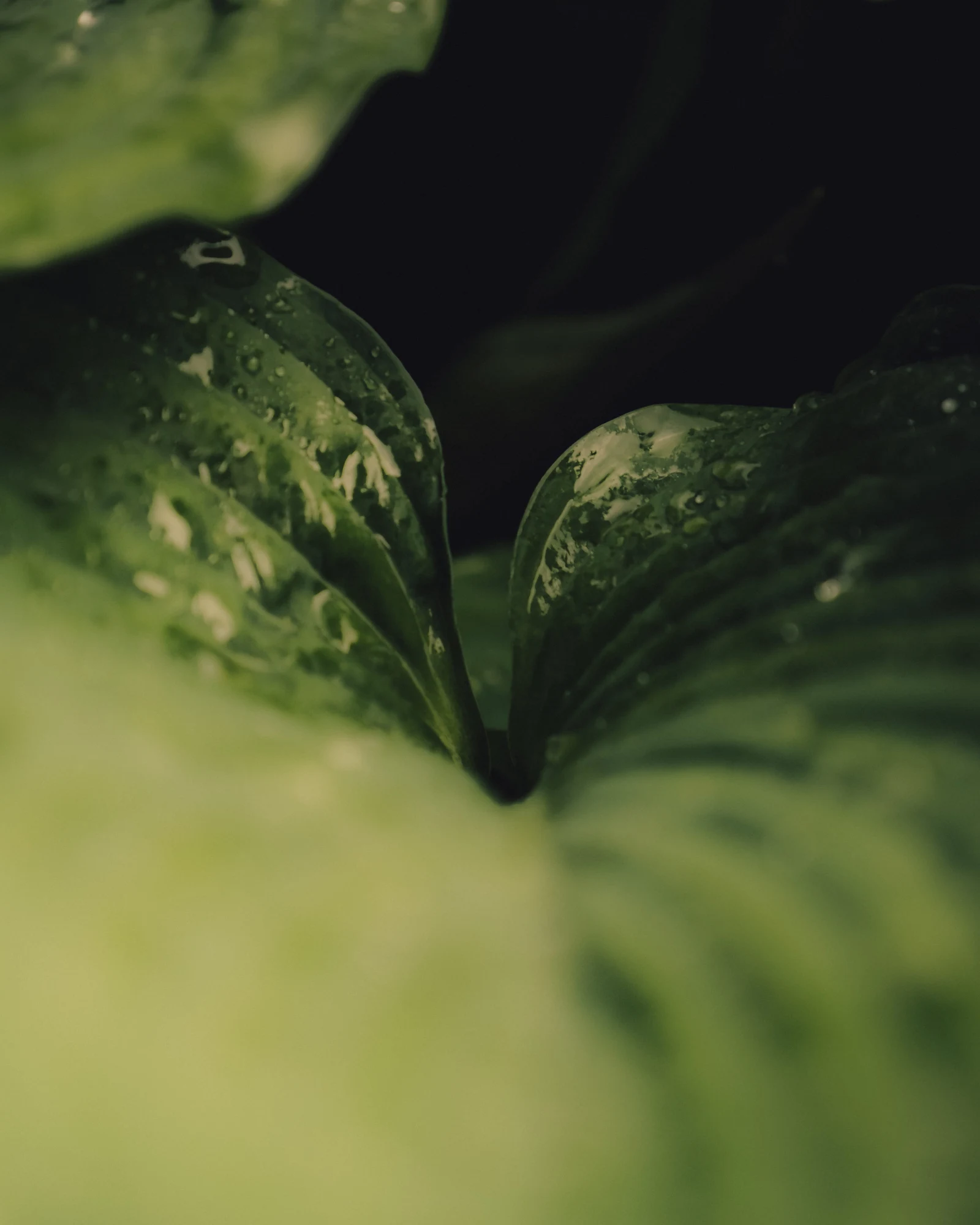 Folded green leaves with scattered droplets in deep shade