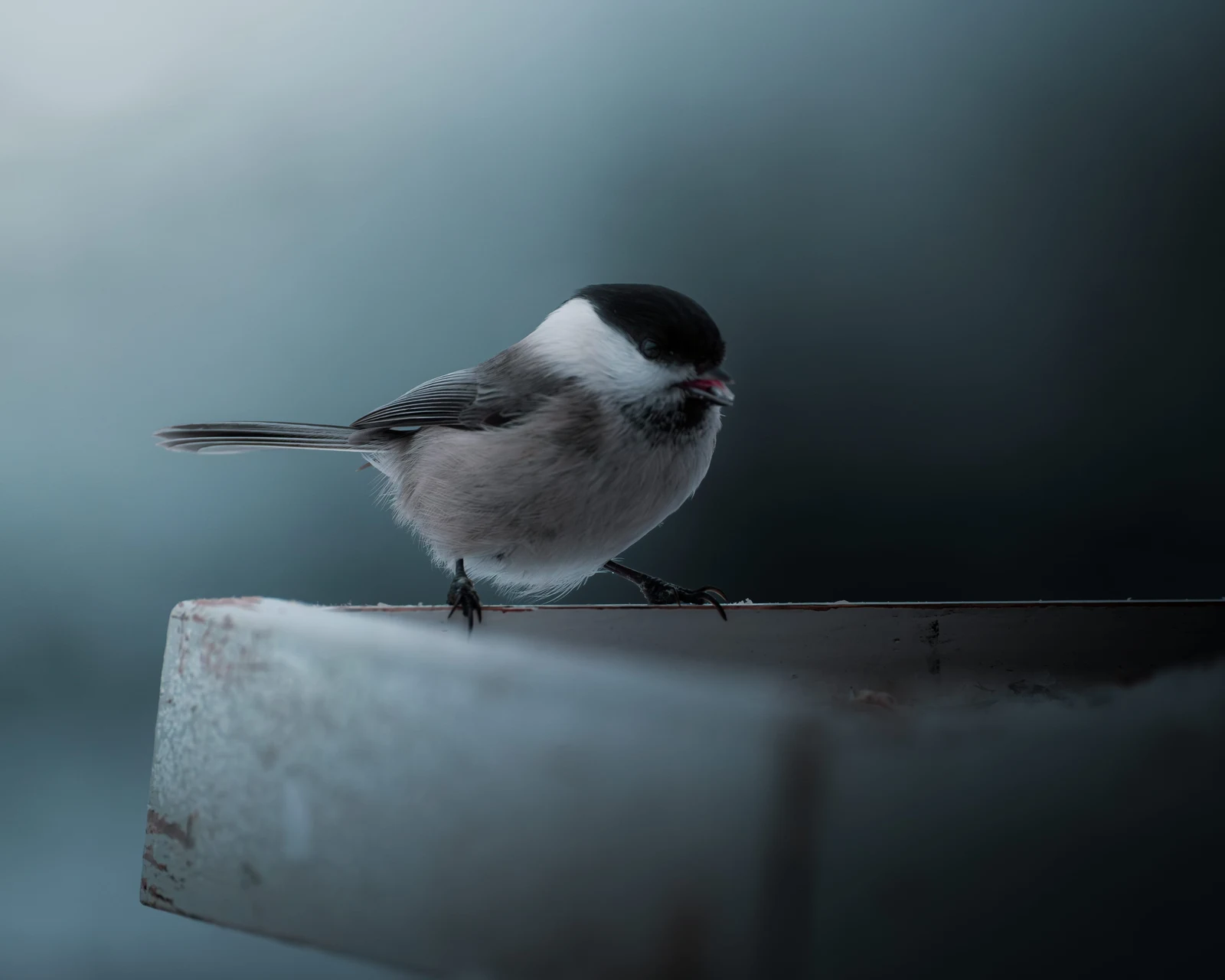 A pale bird with a dark cap resting on a weathered wooden ledge
