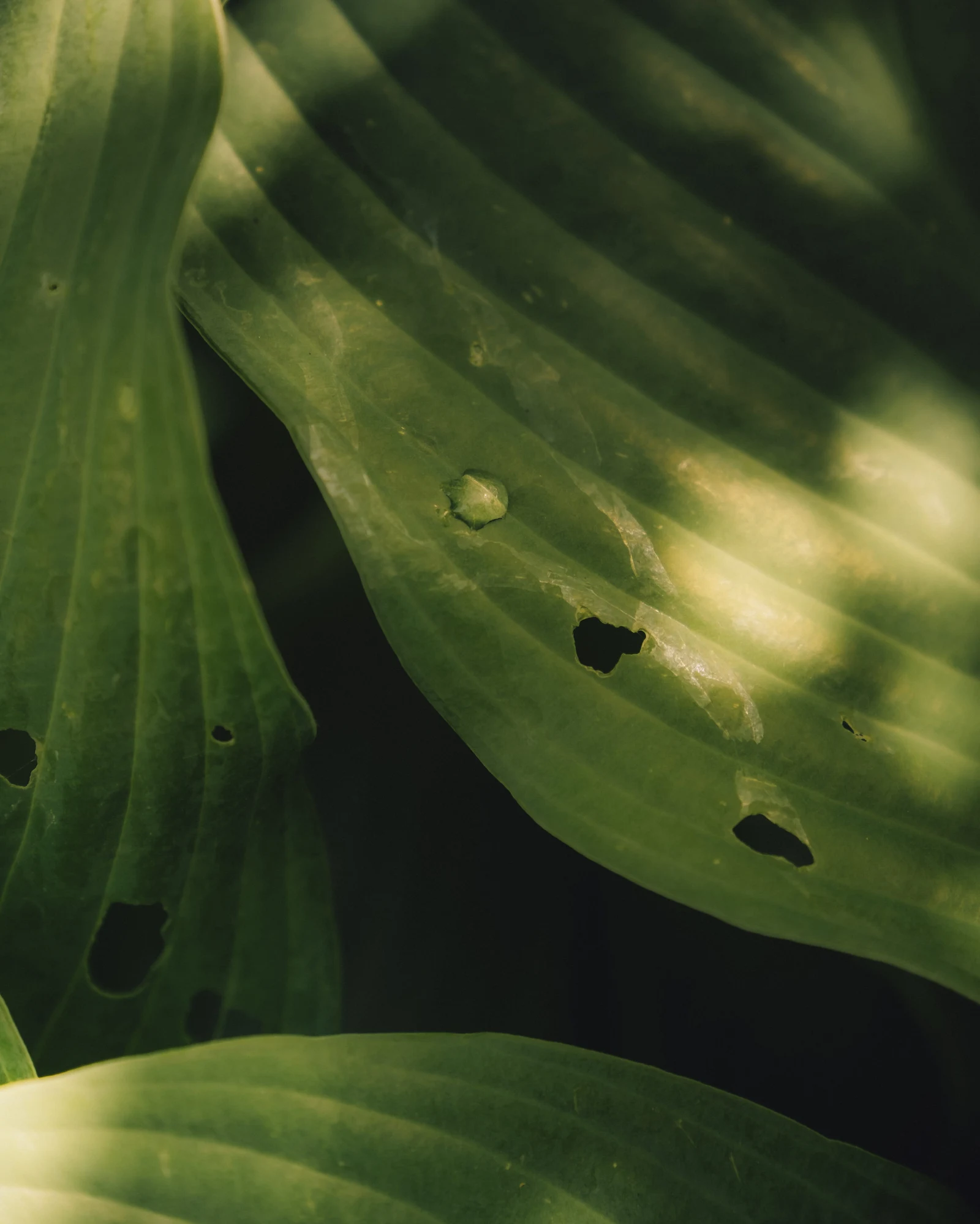 Warm sunlight crossing a broad green leaf with small holes