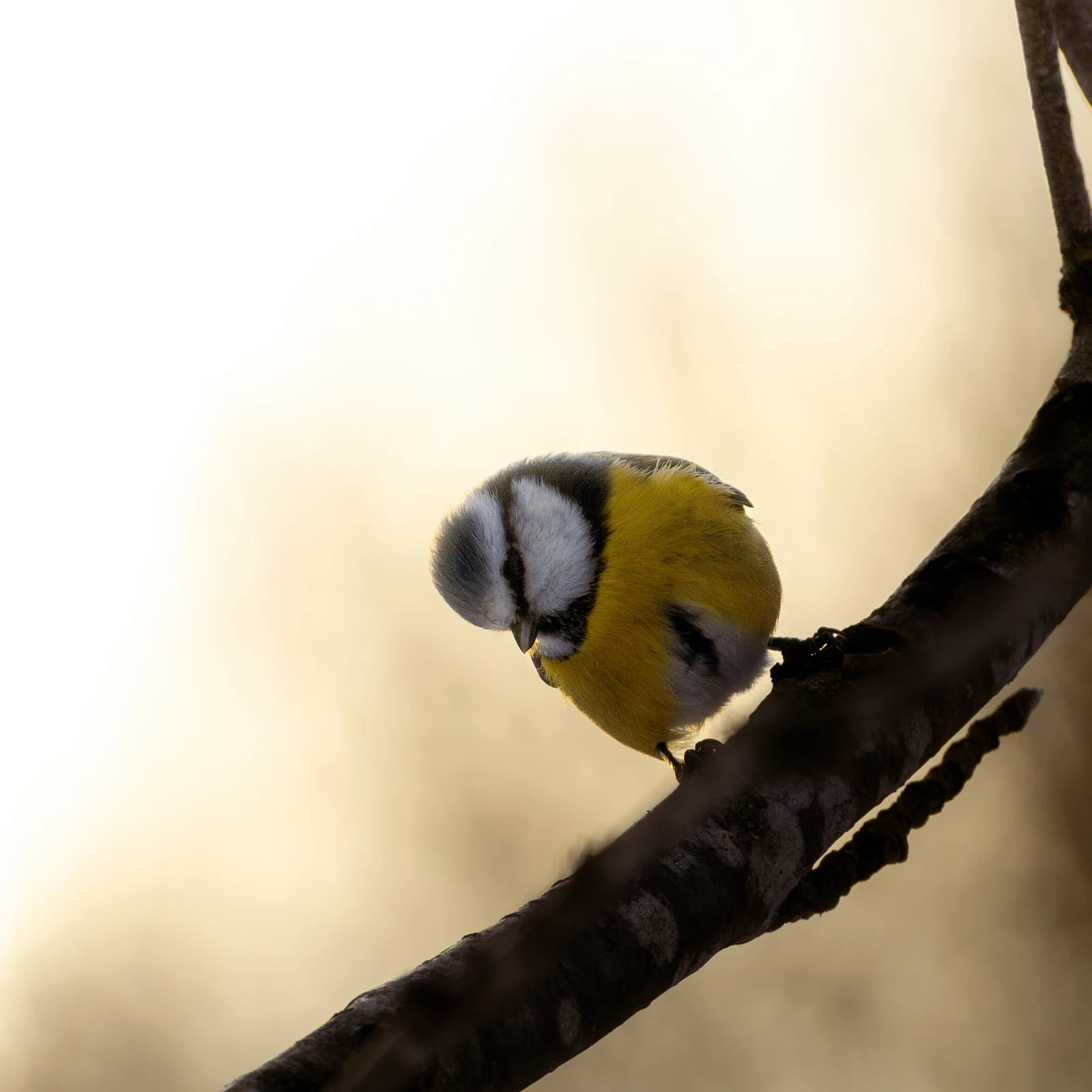 A blue and yellow bird leaning down from a branch in warm light