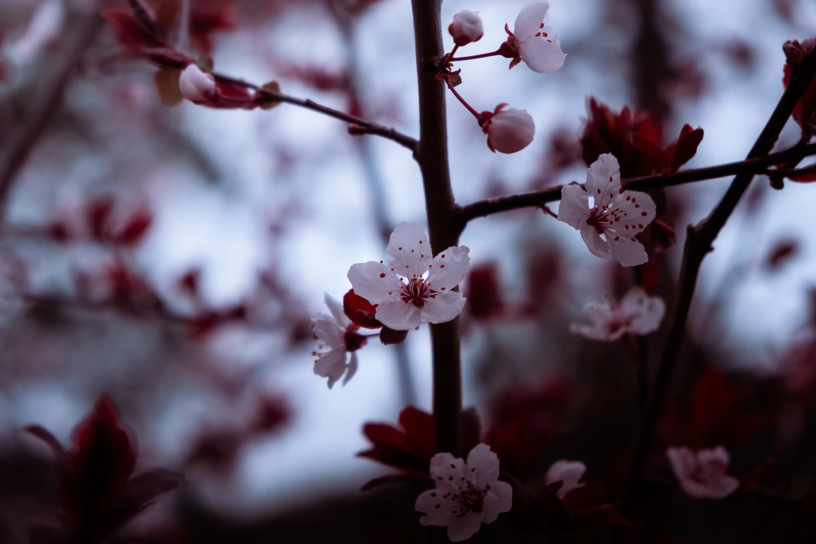 Pale pink blossoms on dark branches against a soft background