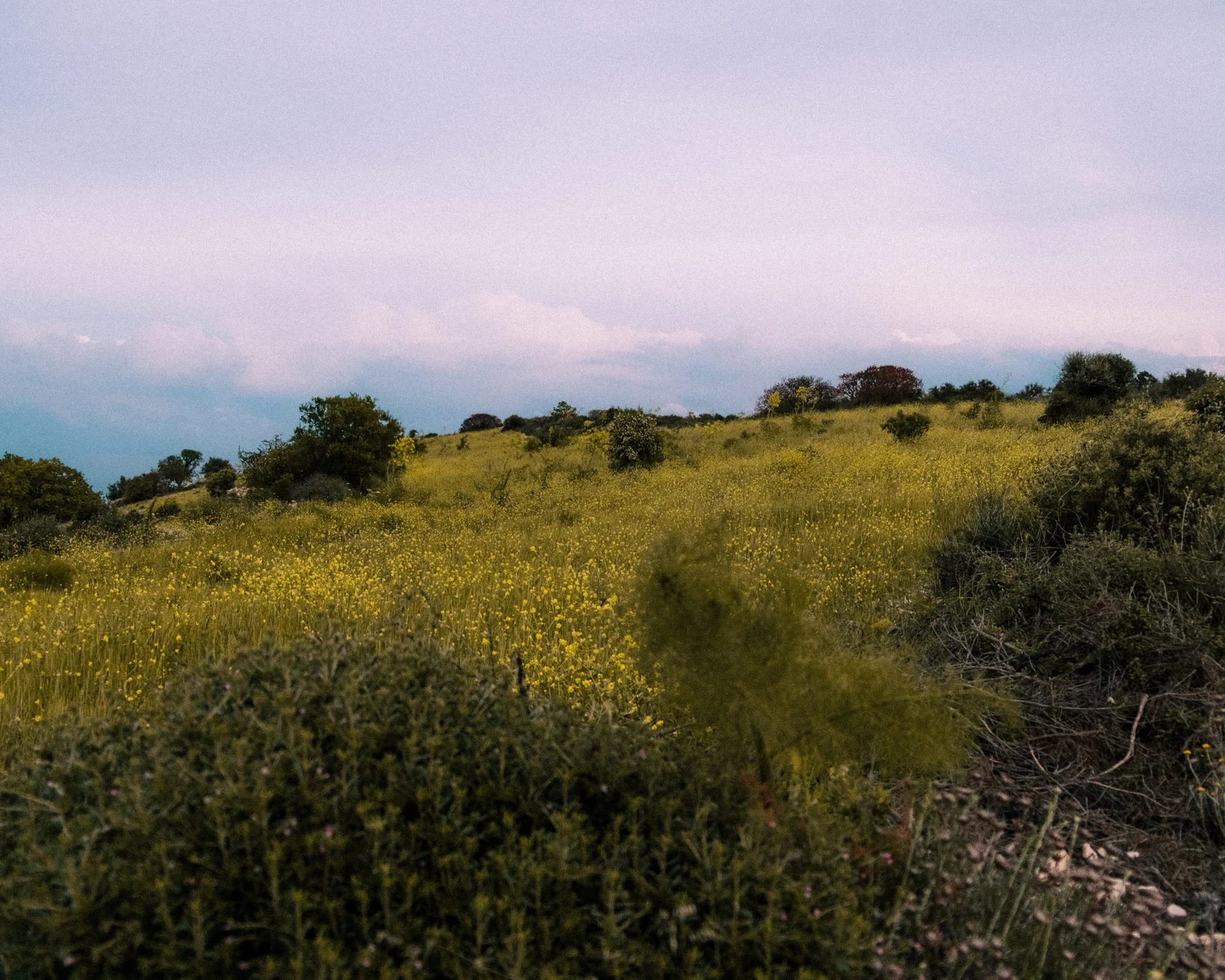 A narrow path through a yellow-green meadow beneath a pastel sky