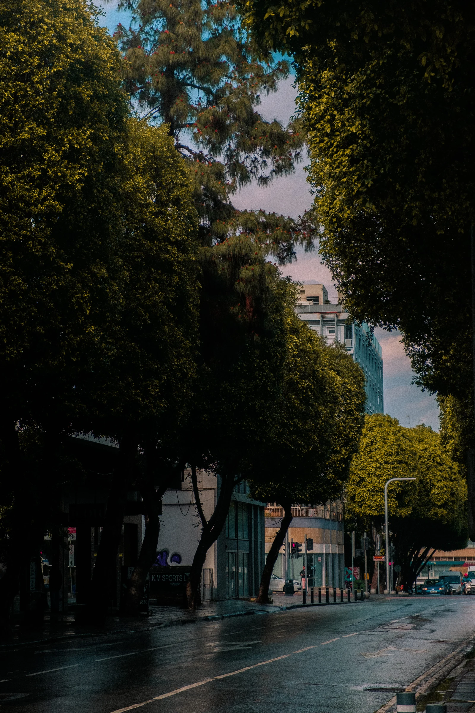 A tree-lined city street with tall buildings in the distance